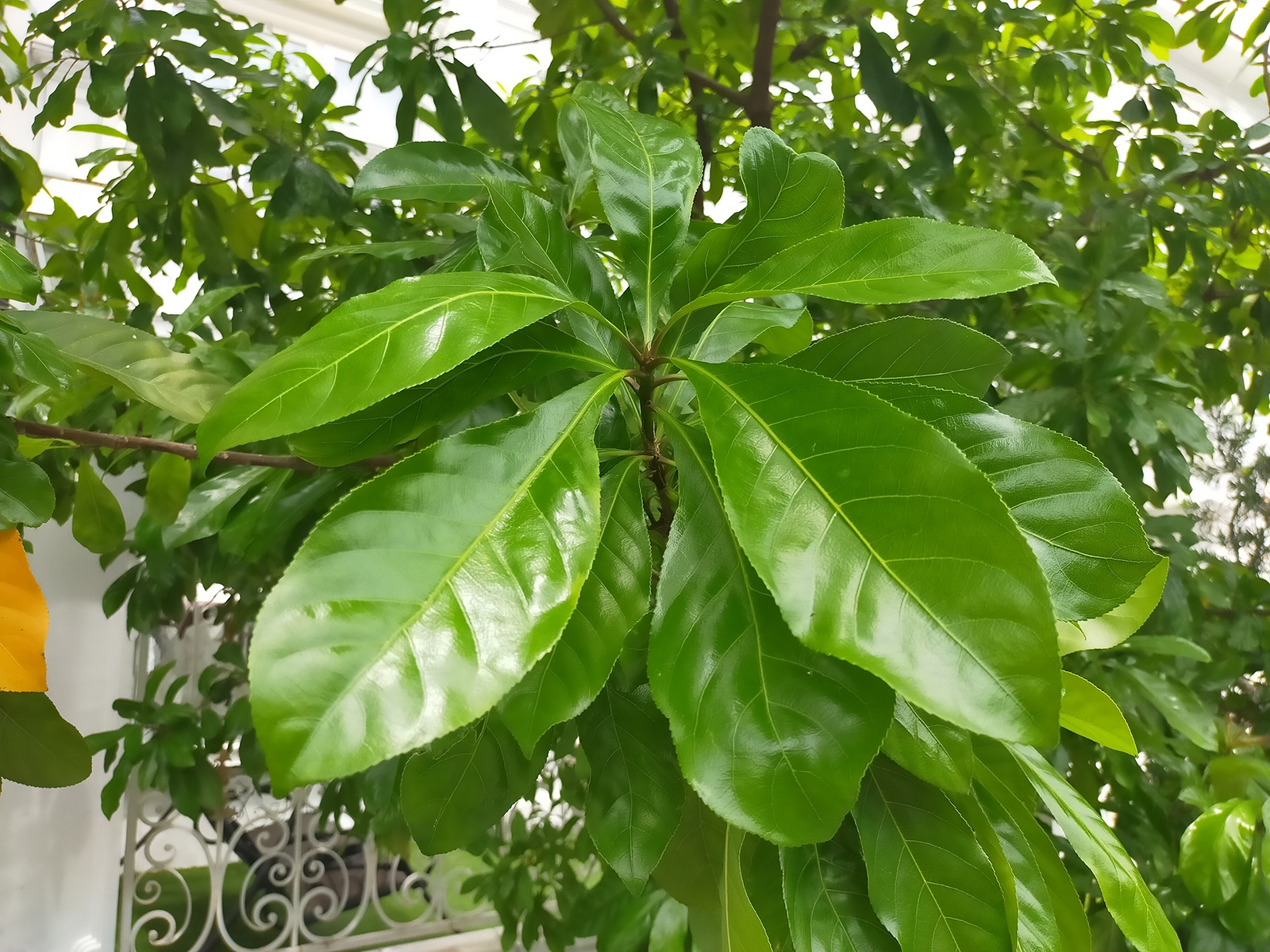 OPPO A92