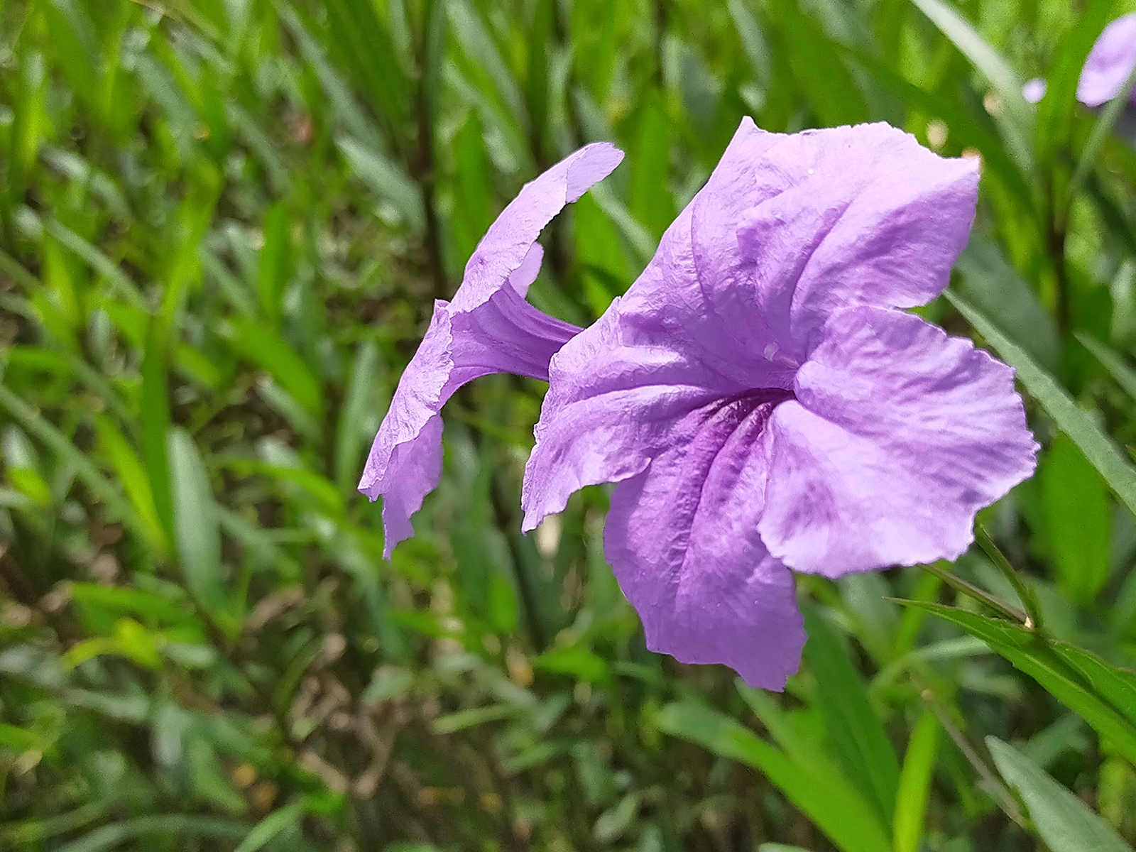 OPPO A92