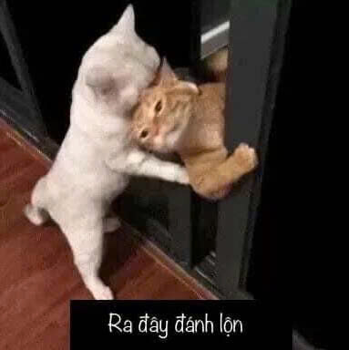 Meme mèo bựa15.jpg