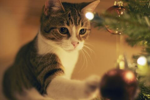 Ảnh mèo Noel buồn, tâm trạng 8