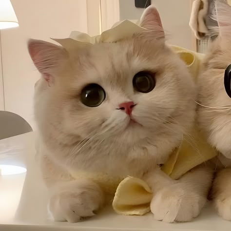 Avatar đôi hình con vật dễ thương