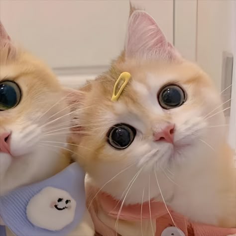 Avatar đôi hình con vật dễ thương