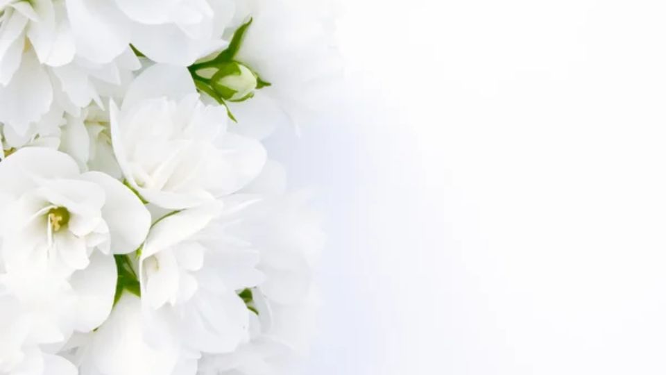 Background trắng có họa tiết làm điểm nhấn 6