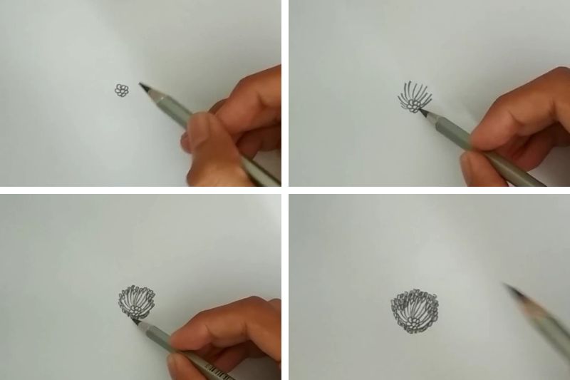 Cách vẽ hoa mẫu đơn ảnh 1