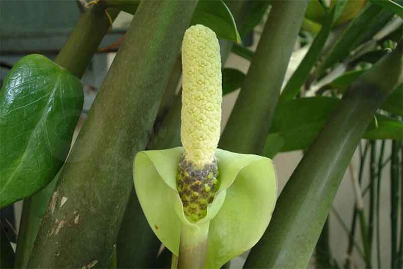 Cây kim tiền có hoa không?