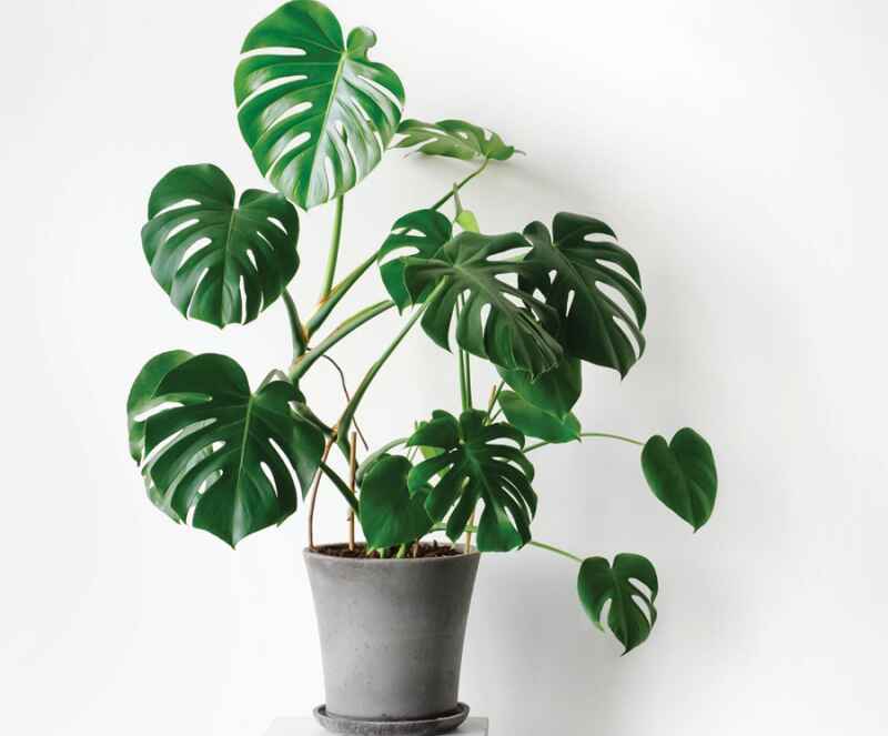 cây trầu bà lá xẻ là cây gì 5
