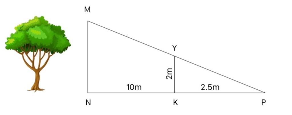 Định lí Talet (ảnh 11)