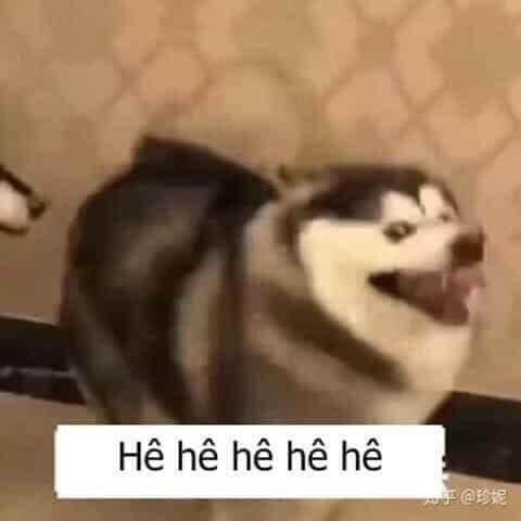 meme chó cười hình 11