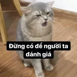 meme đánh giá (ảnh 7)