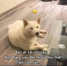 meme trầm cảm-9.jpg