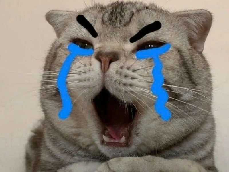 100 meme mèo mới nhất 2026 - hình 2
