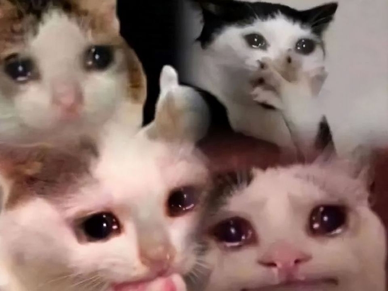 100 meme mèo mới nhất 2026 - hình 3