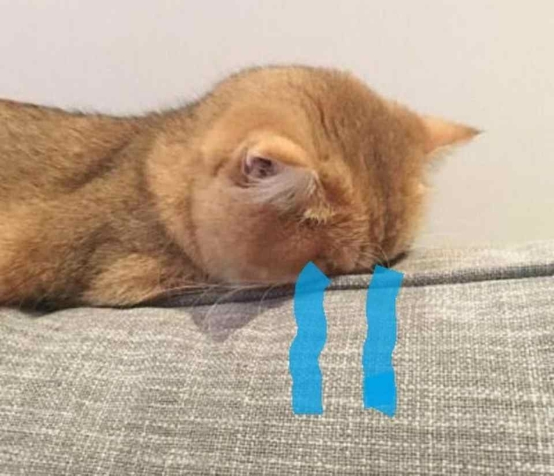 100 meme mèo mới nhất 2026 - hình 5