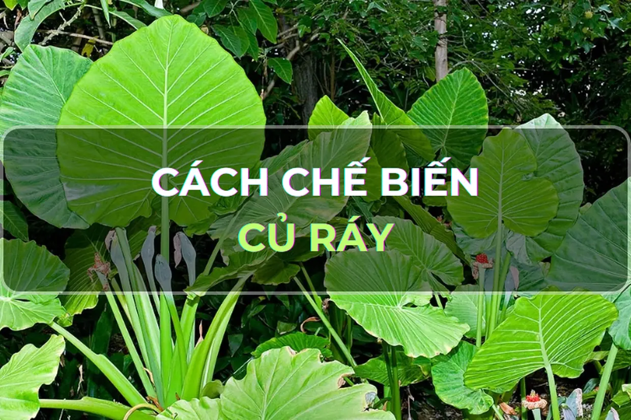 Củ ráy là gì? Mách bạn chi tiết cách chế biến củ ráy đúng cách