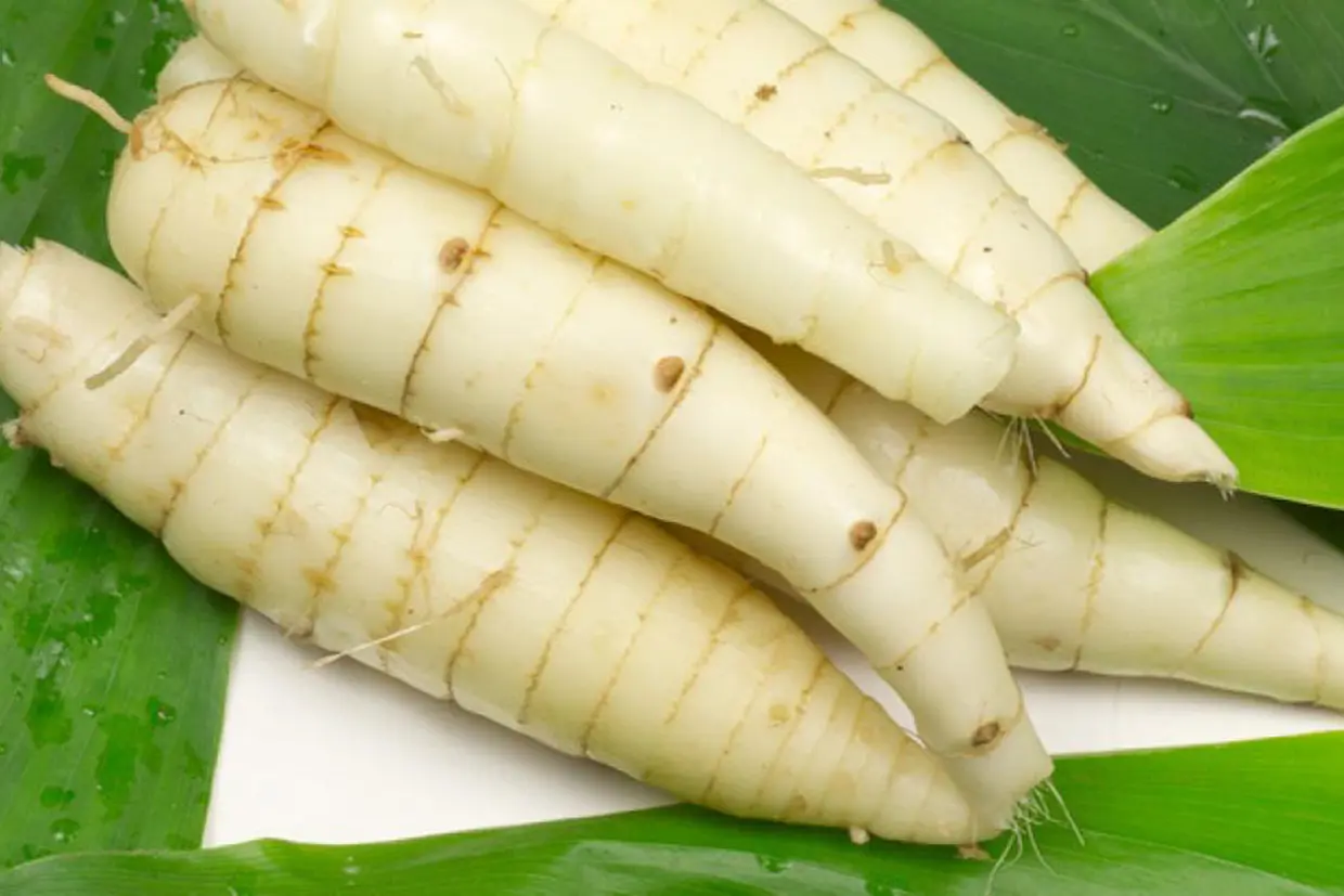 Củ dong riềng có tác dụng gì? Các món ăn ngon và bài thuốc hữu ích