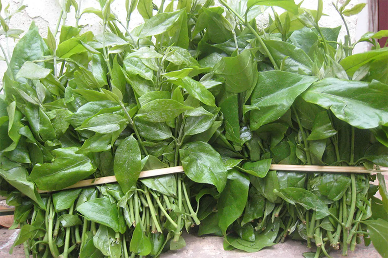 Rau ngót rừng: Giá trị dinh dưỡng và gợi ý các món ngon