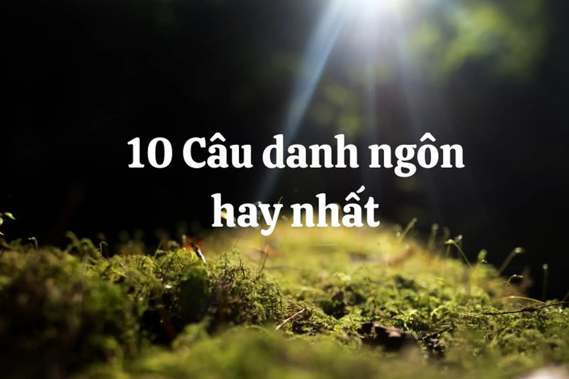 Tuyển chọn 10 câu danh ngôn hay nhất mang giá trị sâu sắc về cuộc sống và thành công