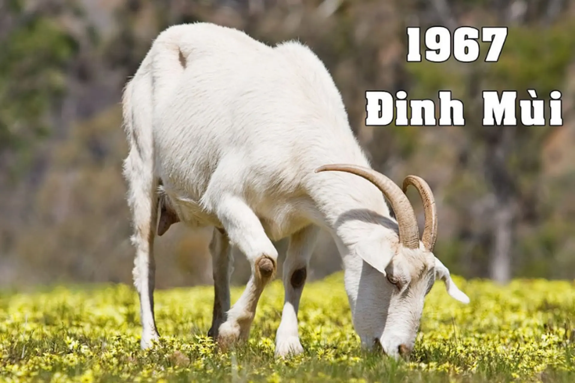 Sinh năm 1967 tuổi gì? Người sinh năm Đinh Mùi hợp màu gì, mệnh gì và hướng nào tốt?