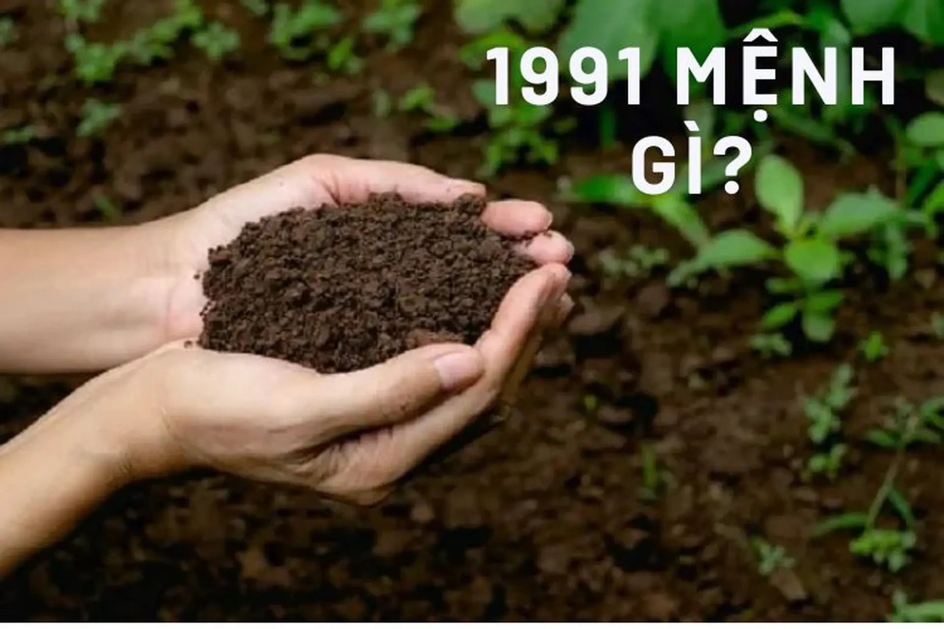 1991 mệnh gì? Khám phá đặc điểm và tính cách nổi bật của những người sinh năm Tân Mùi