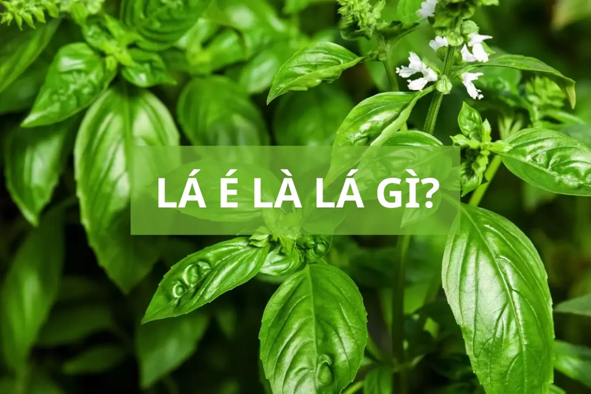 Lá é là lá gì? Khám phá tất tần tật công dụng và cách dùng an toàn cho sức khỏe