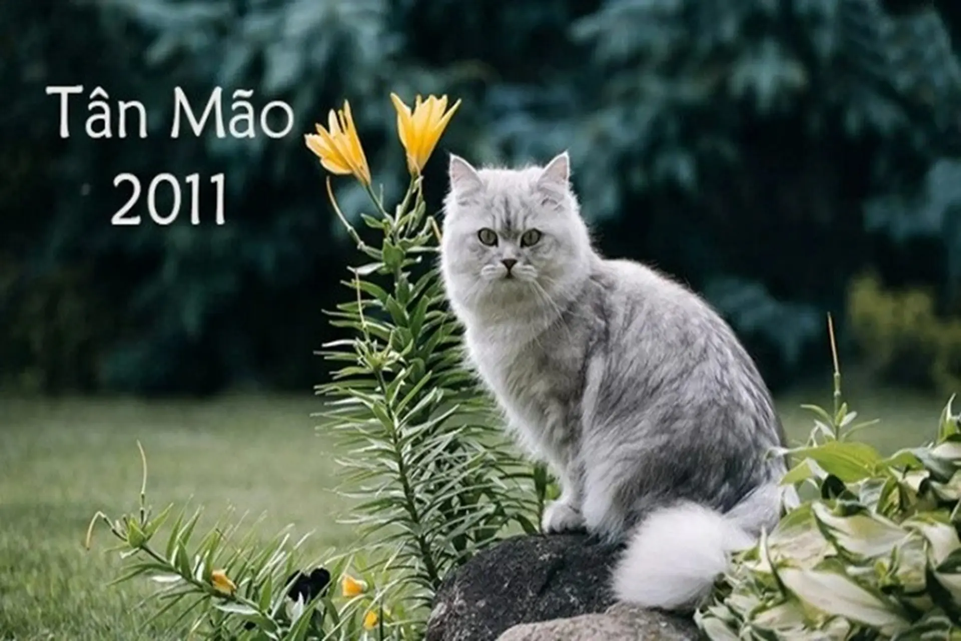 2011 tuổi gì? Tất tần tật thông tin về người sinh năm 2011 cực kỳ hữu ích mà bạn nên biết