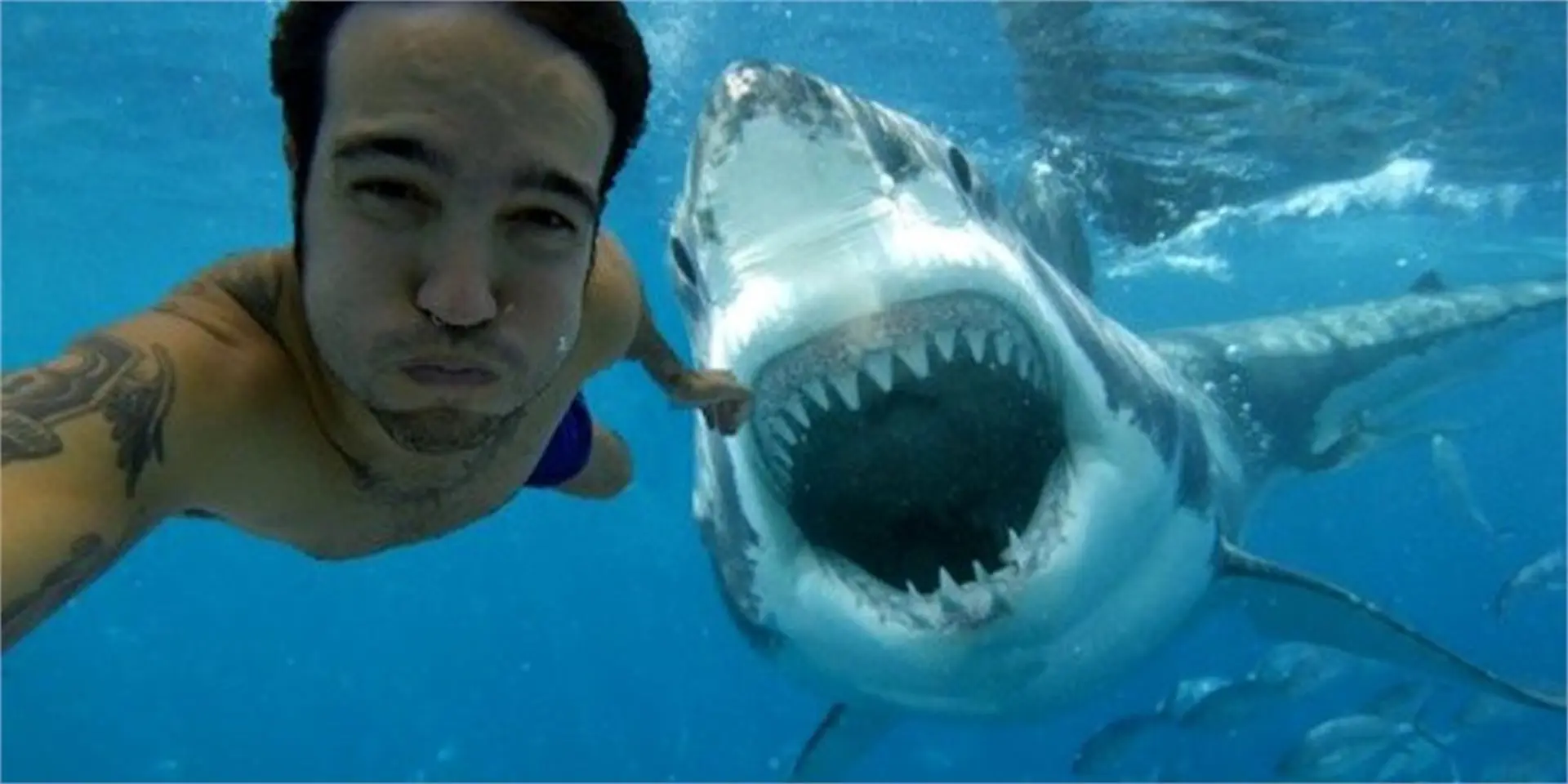 Cá heo chết thảm vì bị du khách chụp ảnh tự sướng quá nhiều