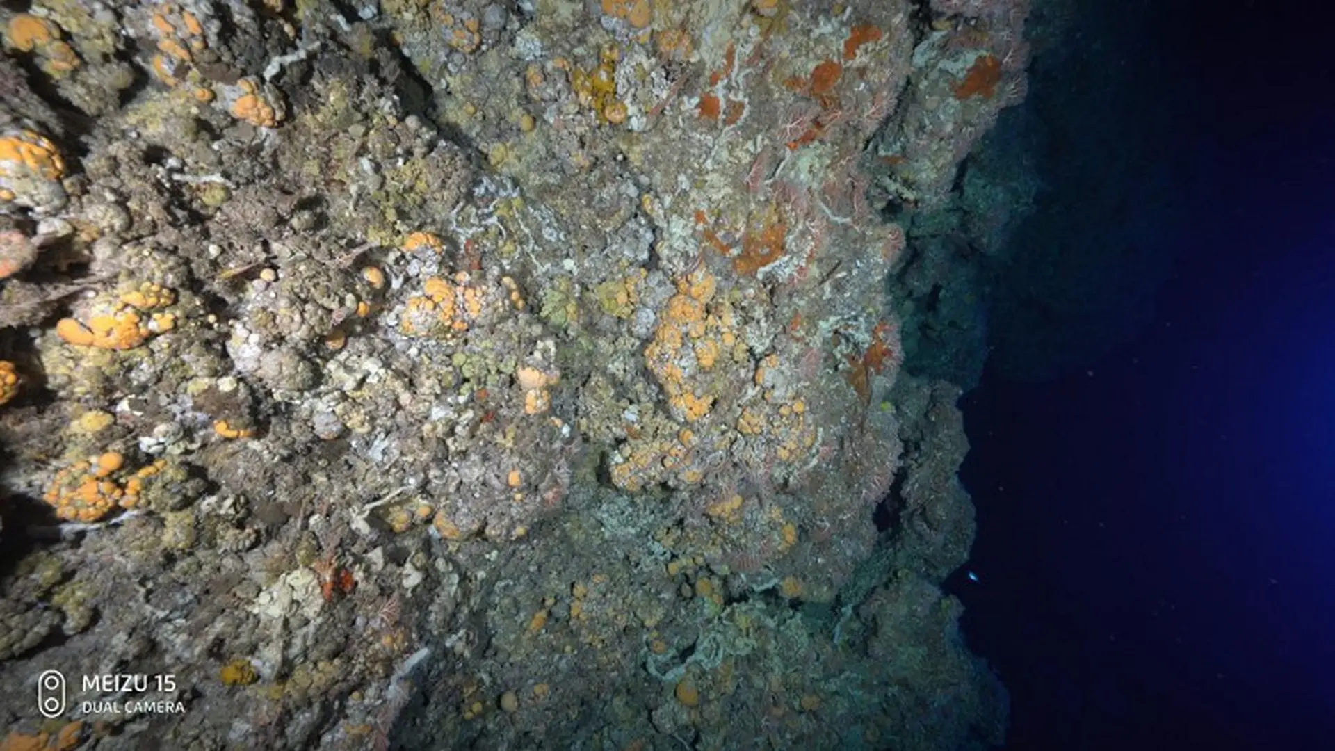 Ngỡ ngàng với ảnh chụp trong điều kiện thiếu sáng dưới biển sâu bằng Meizu 15 