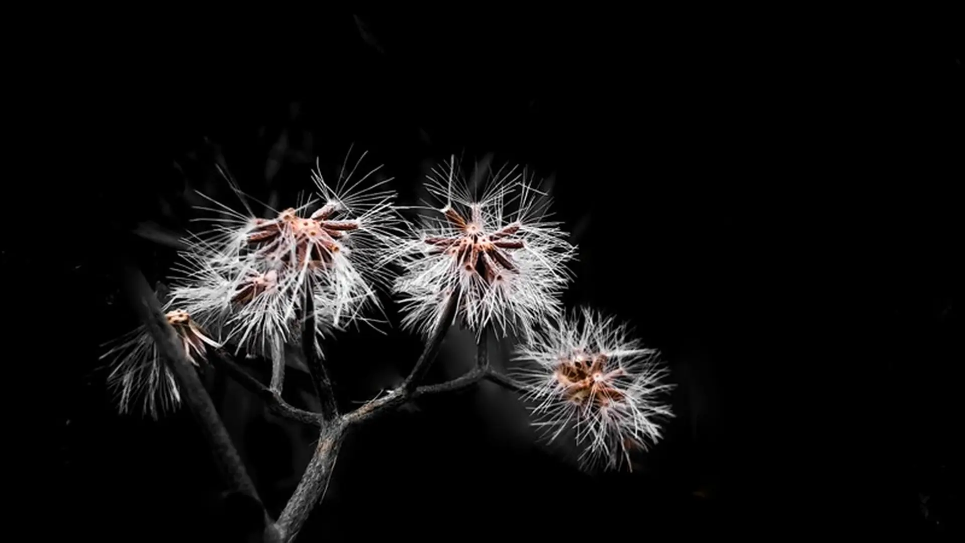 Trang bị camera macro đầu tiên, Galaxy A51 mang đến trải nghiệm chụp hình như thế nào?