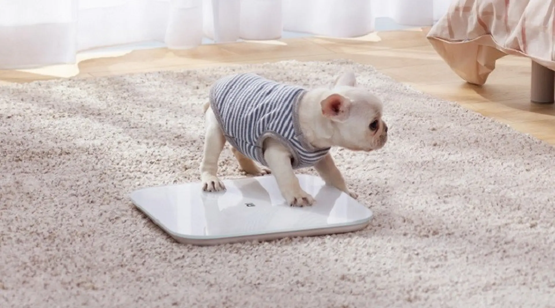 Cân thông minh Mi Smart Scale 2: Đồng hành cùng sức khỏe của bạn