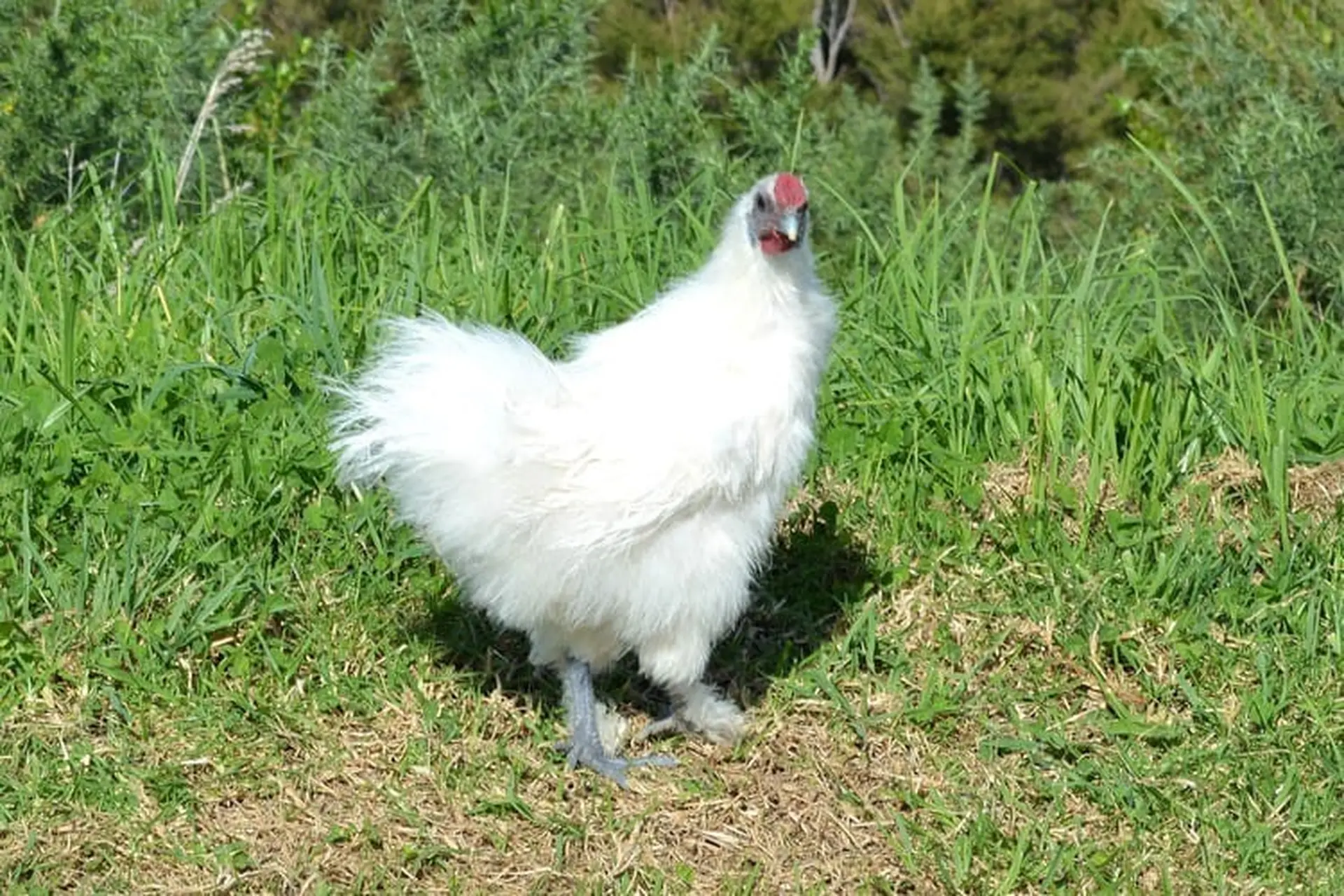 Tất tần tật về gà ác: Nguồn gốc, giá bán, nơi mua và các món ngon nên chế biến