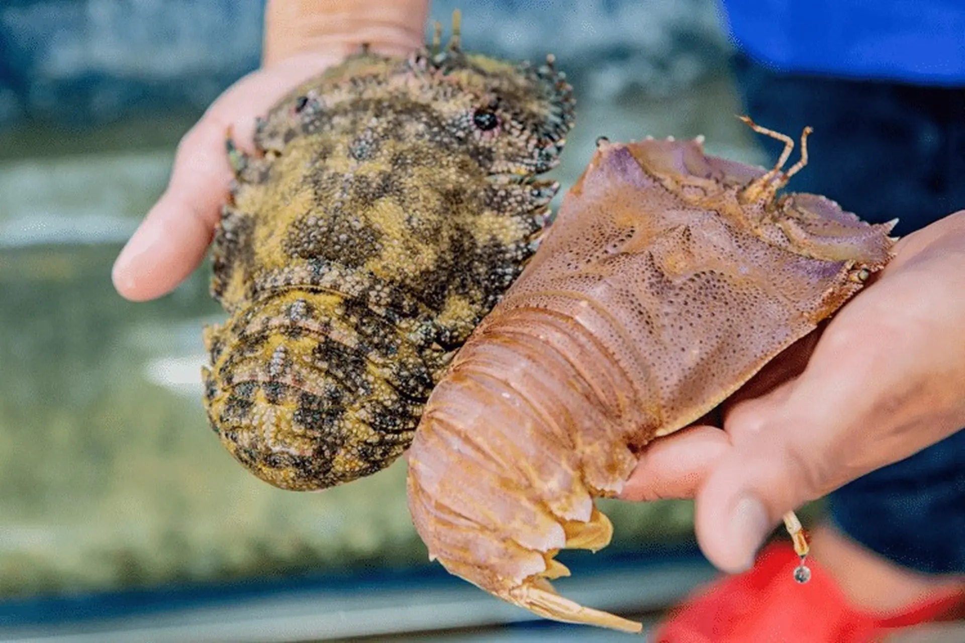 Khám phá tôm mũ ni là tôm gì? Giá bao nhiêu 1kg? Mẹo chọn mua tôm mũ ni tươi ngon