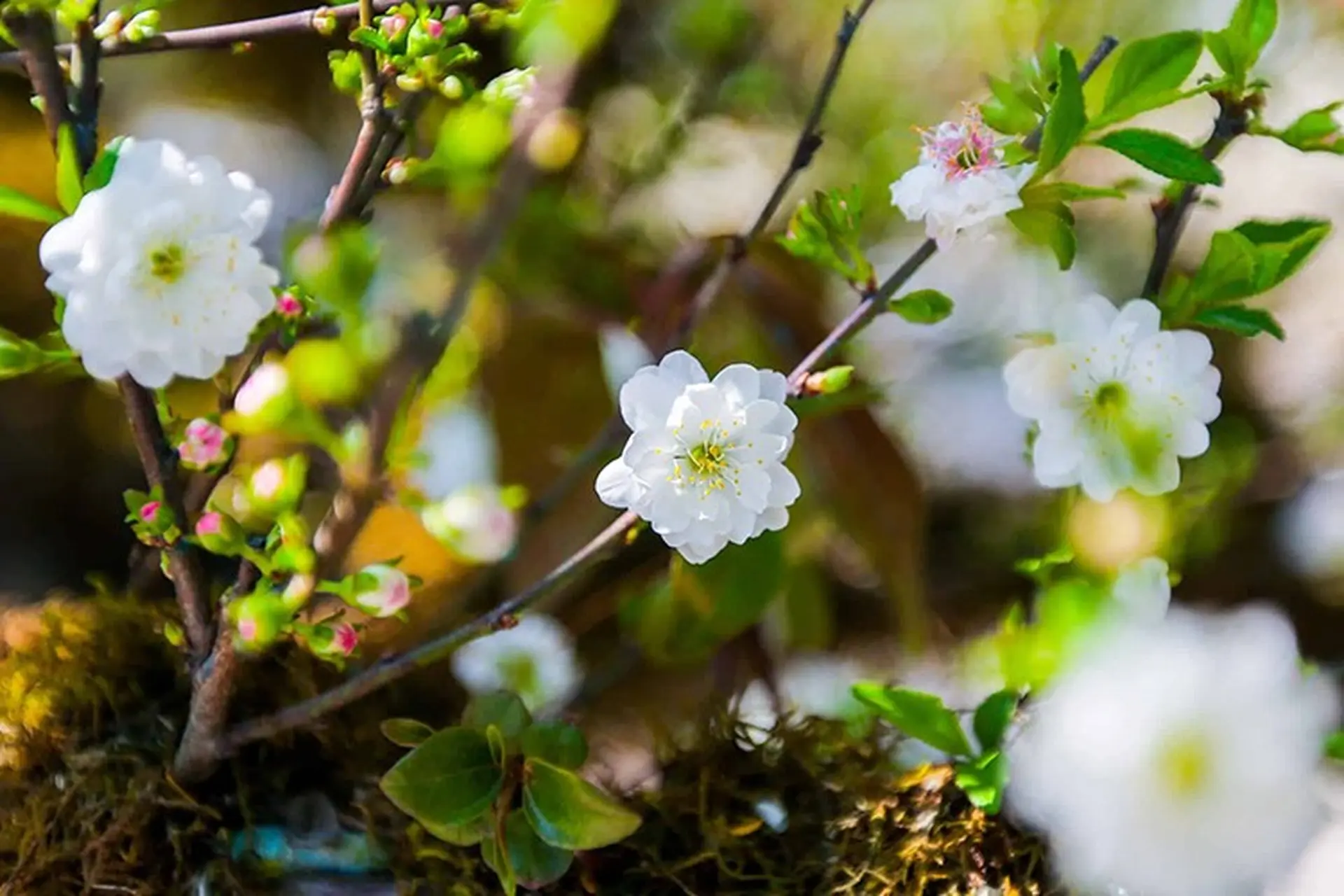Nhất chi mai là hoa gì? Vì đâu mà được mệnh danh là “Thập Đại Danh Hoa” của thế giới?