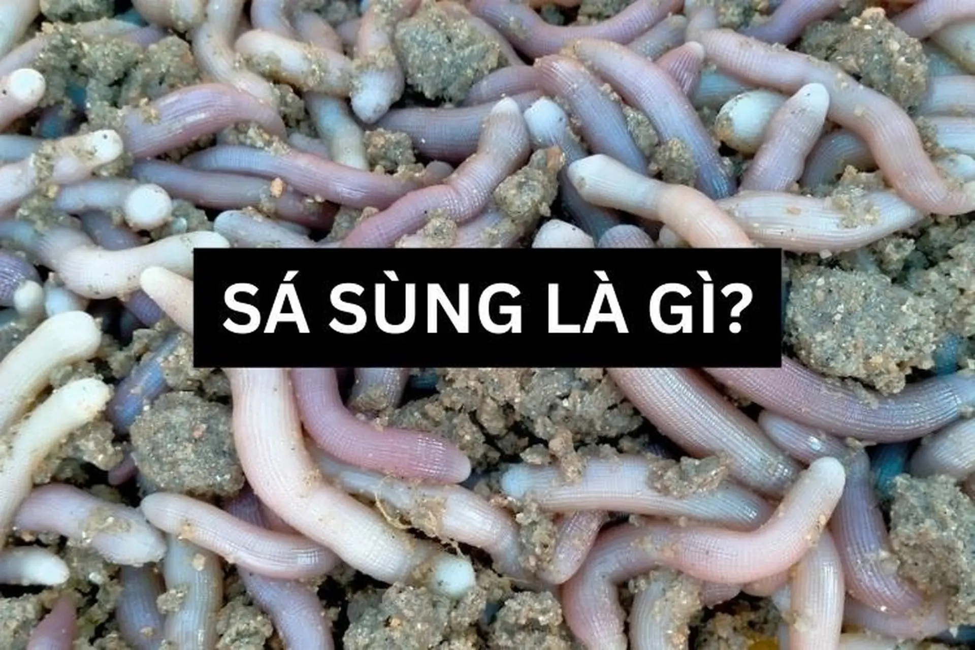Sá sùng - Đặc sản biển với giá "trên trời” nhưng chế biến kiểu nào cũng ngon