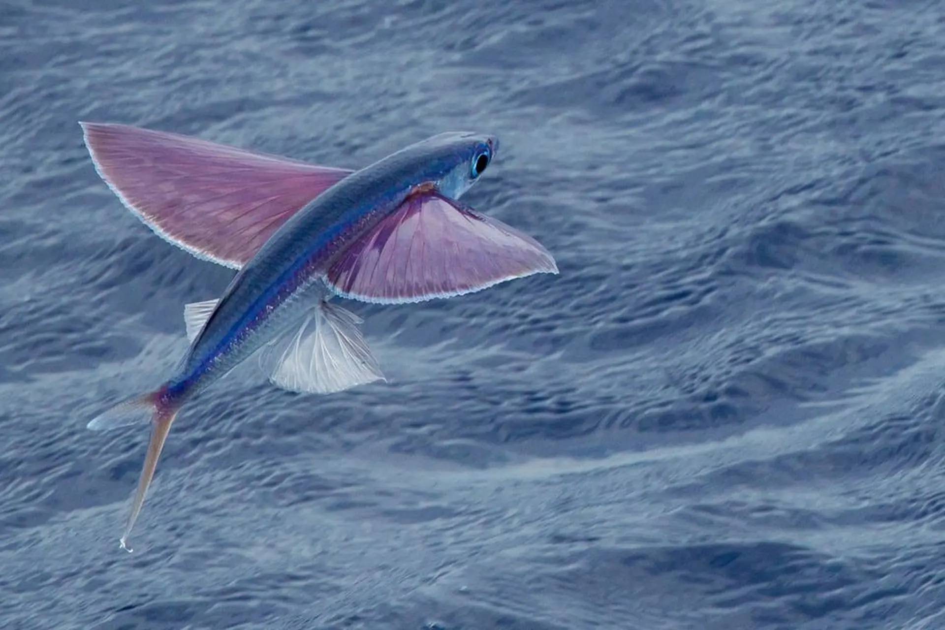 Cá chuồn là cá gì? Có những đặc sản nào ở Việt Nam được chế biến từ cá chuồn?