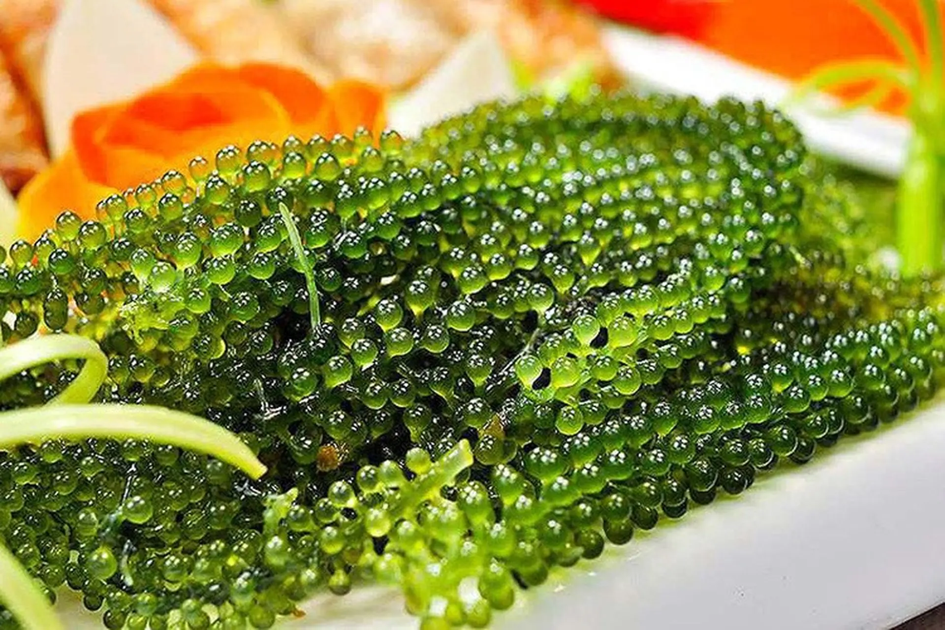 Rong nho là gì, giá bao nhiêu? Mách bạn cách làm sạch, chế biến, bảo quản rong nho đúng chuẩn