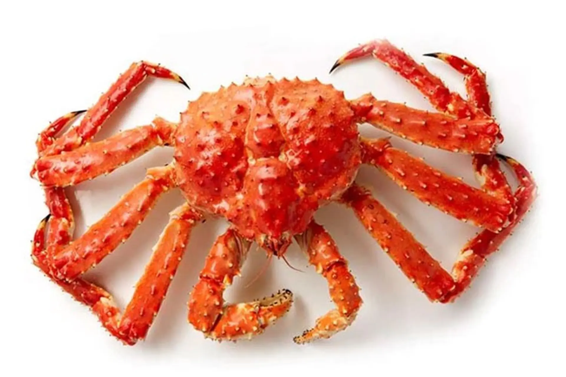 Giá cua hoàng đế đắt hay rẻ? 3 loại cua hoàng đế trên thị trường và cách phân biệt với cua huỳnh đế