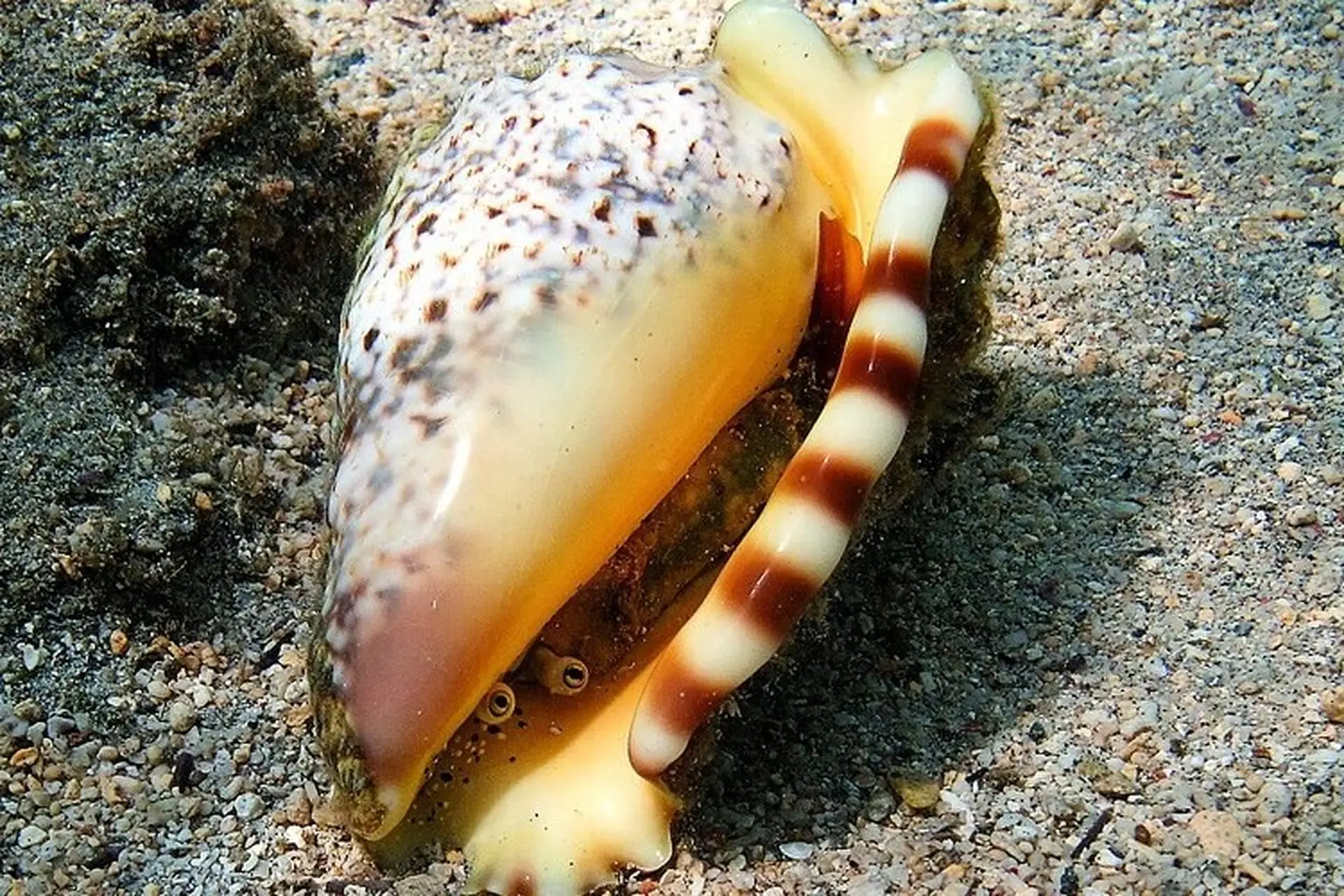 Ốc nhảy là loại ốc gì, bao nhiêu 1kg? Ốc nhảy chế biến món gì ngon, hấp dẫn tại nhà?