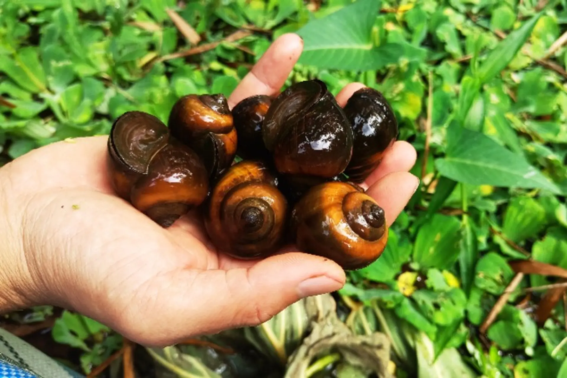 Khám phá ốc nhồi là ốc gì? Ốc nhồi nấu món gì ngon? Giá bán bao nhiêu, mua ở đâu?