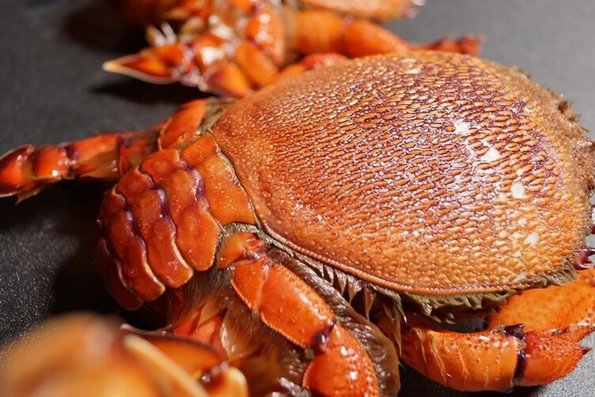 Cua huỳnh đế là cua gì? Phân biệt với cua hoàng đế như thế nào? Giá bán bao nhiêu?