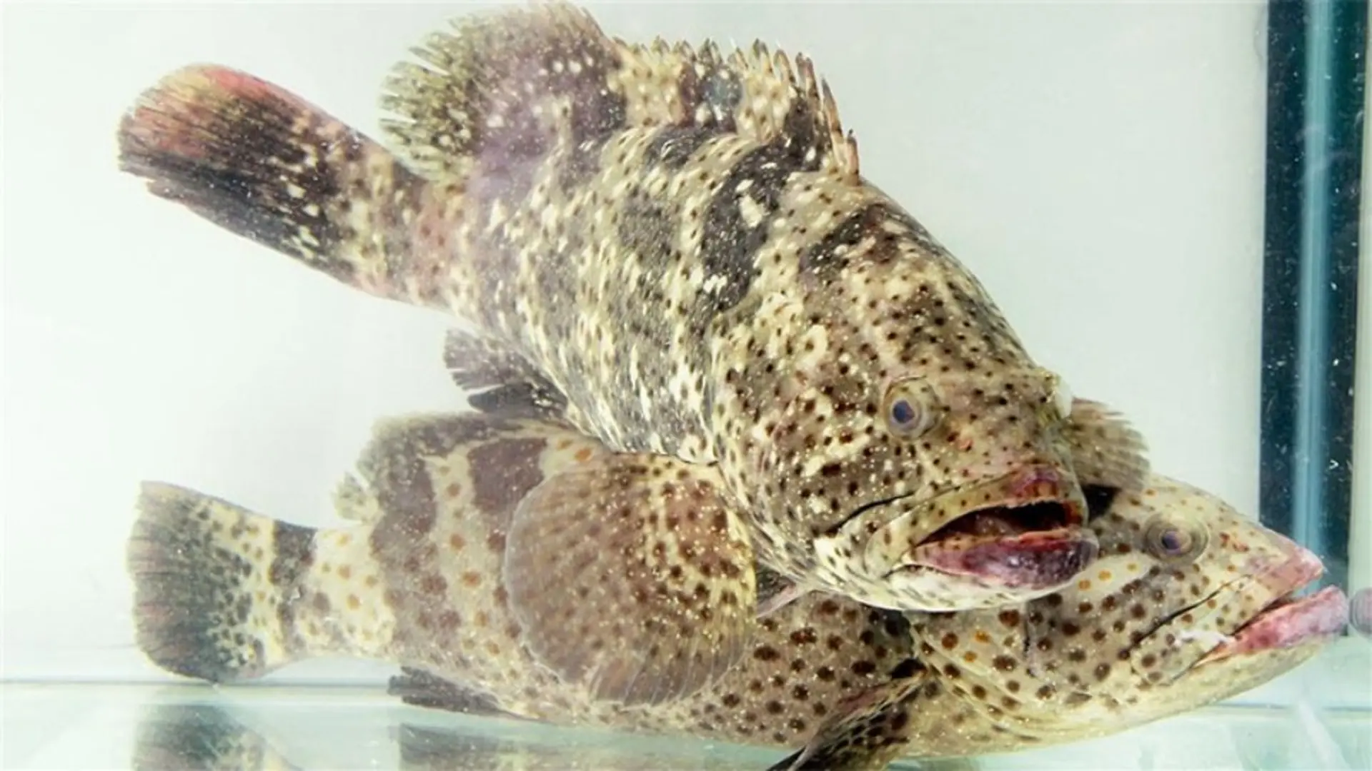 Cá mú làm món gì ngon? Mách bạn những món ngon từ cá mú không nên bỏ qua