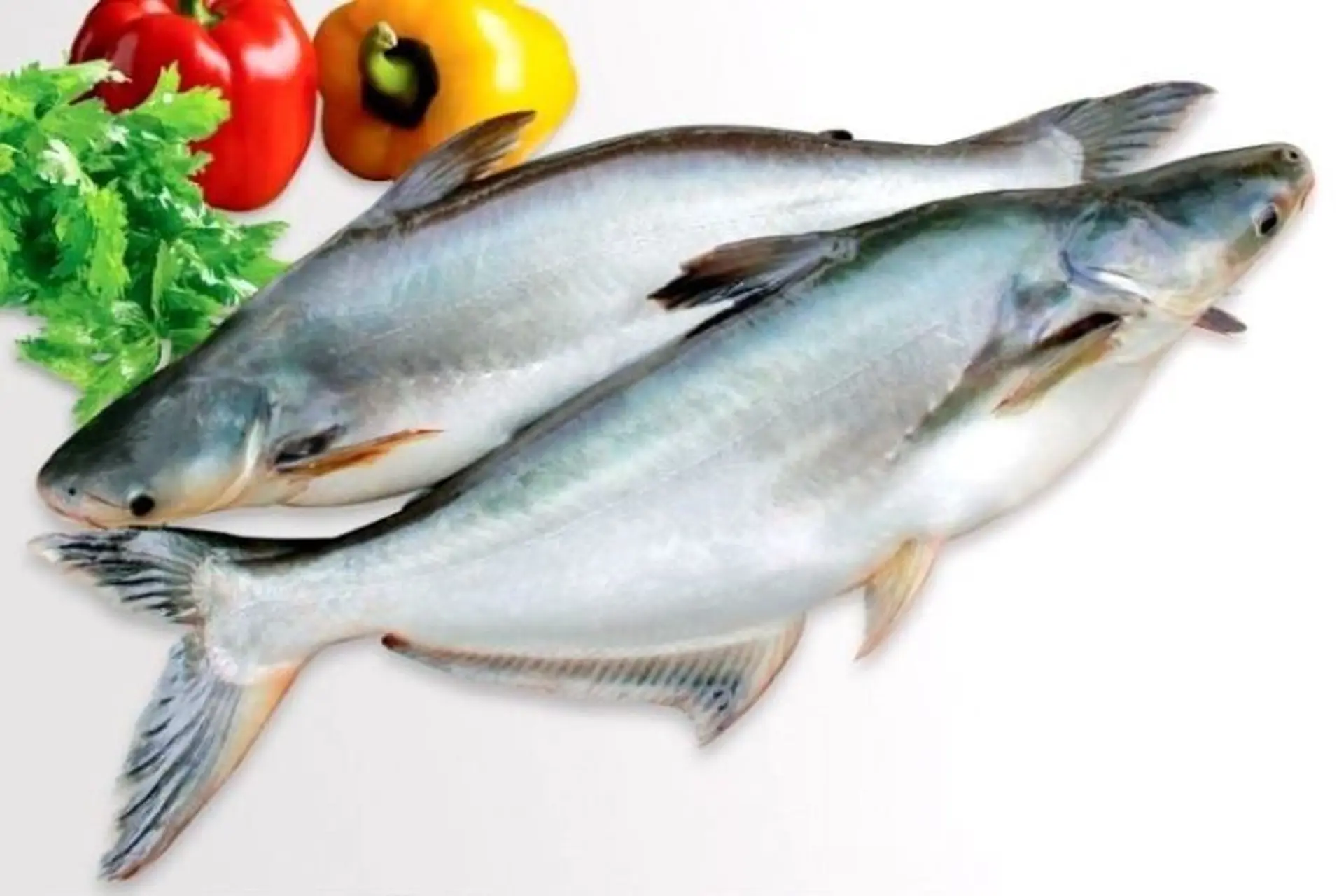 Cá dứa là cá gì? Sự khác biệt giữa cá dứa và cá basa? Cá dứa nấu gì ngon?