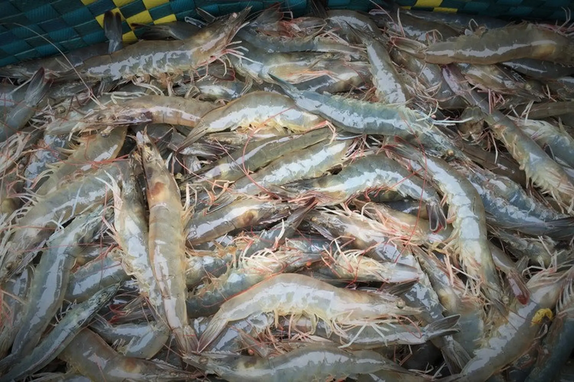 Tôm thẻ là gì? Bao nhiêu tiền 1kg? Phân biệt tôm thẻ và tôm sú