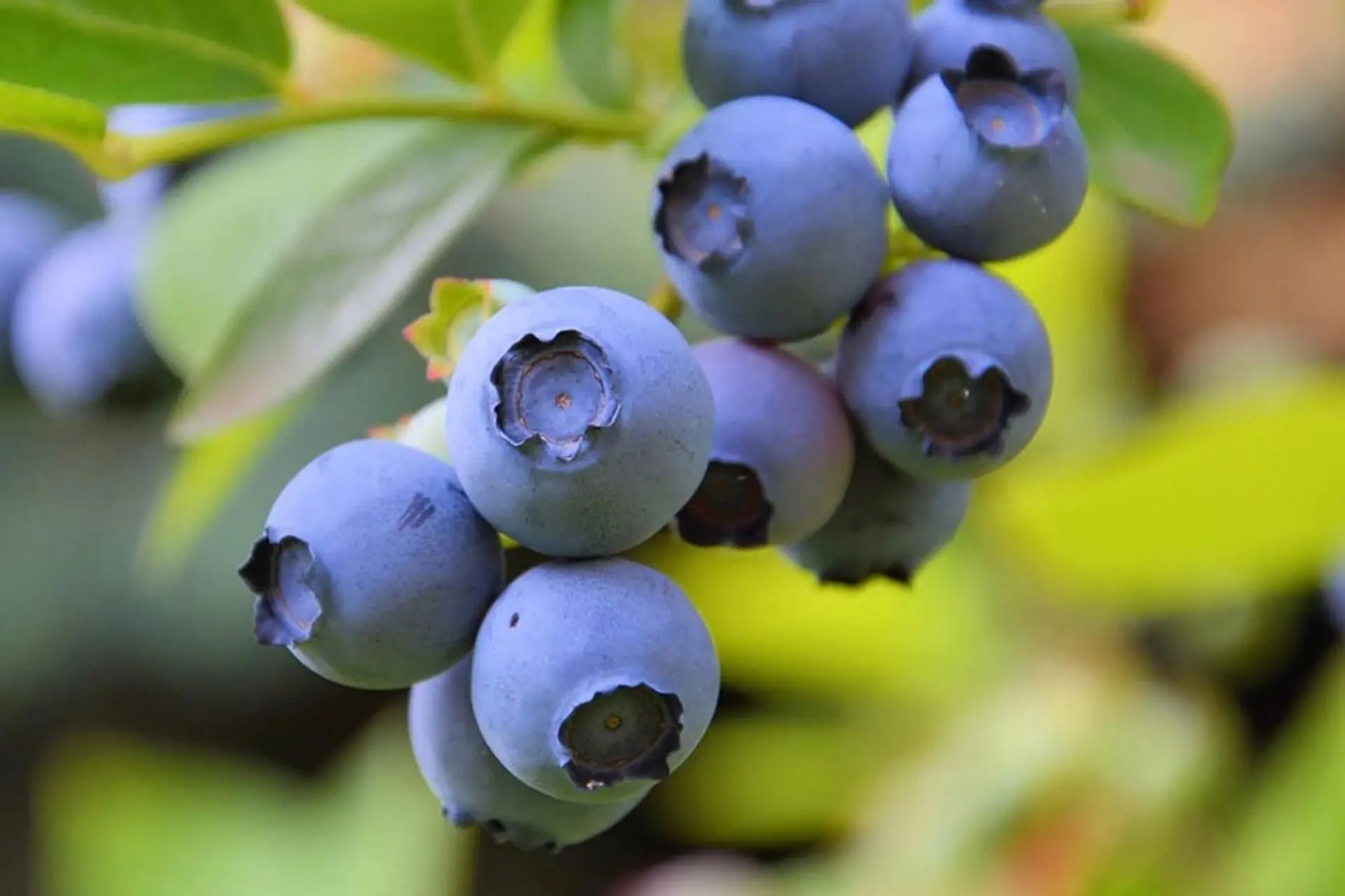 Tìm hiểu về quả việt quất và những "bí mật" sức khỏe tuyệt vời nhiều người chưa hề biết