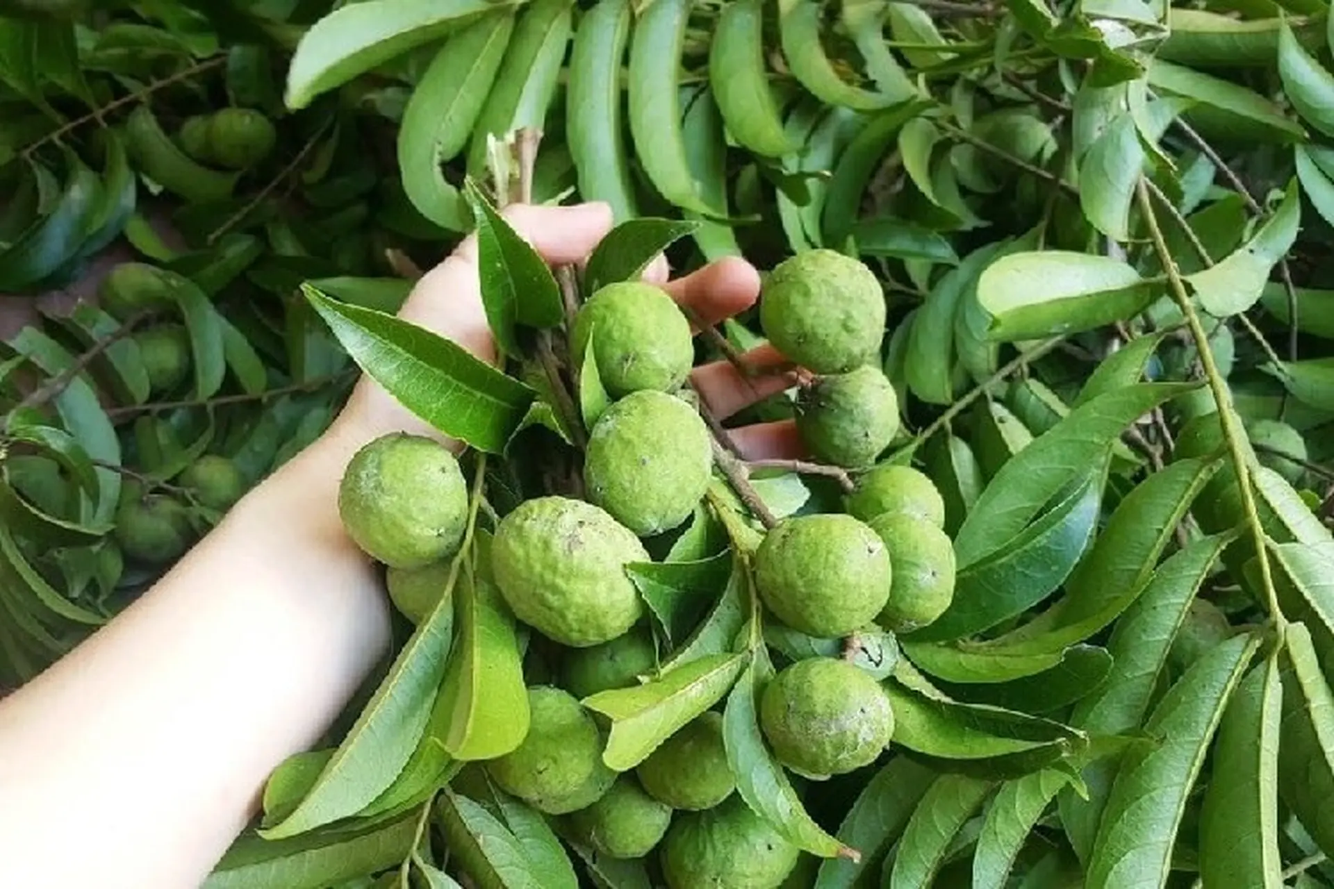 Quả sấu là quả gì? Giá bán quả sấu bao nhiêu 1 kg? Chế biến món gì ngon, bắt miệng? 