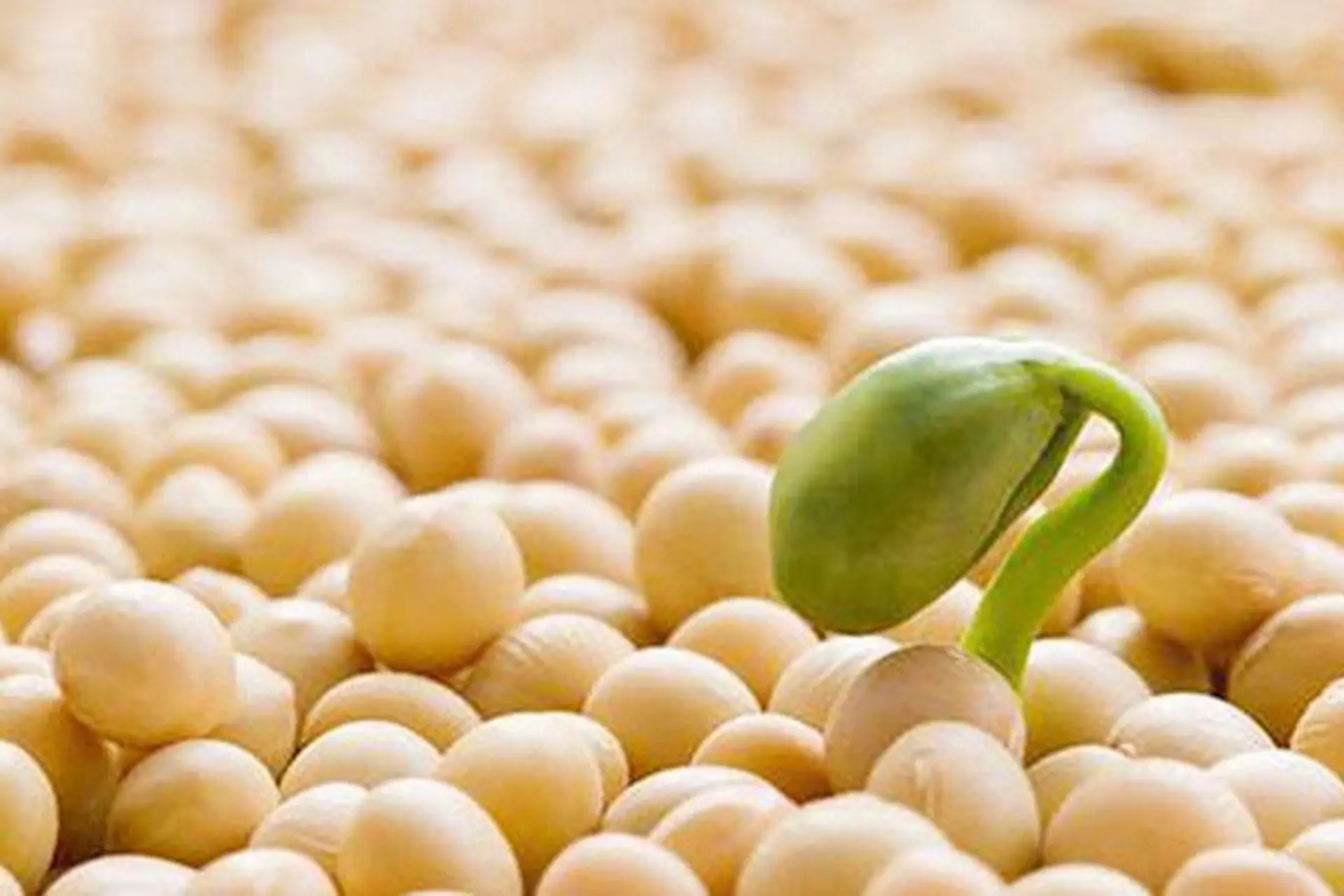 Mầm đậu nành là gì? Tổng hợp công dụng, cách làm bột mầm đậu nành đơn giản tại nhà