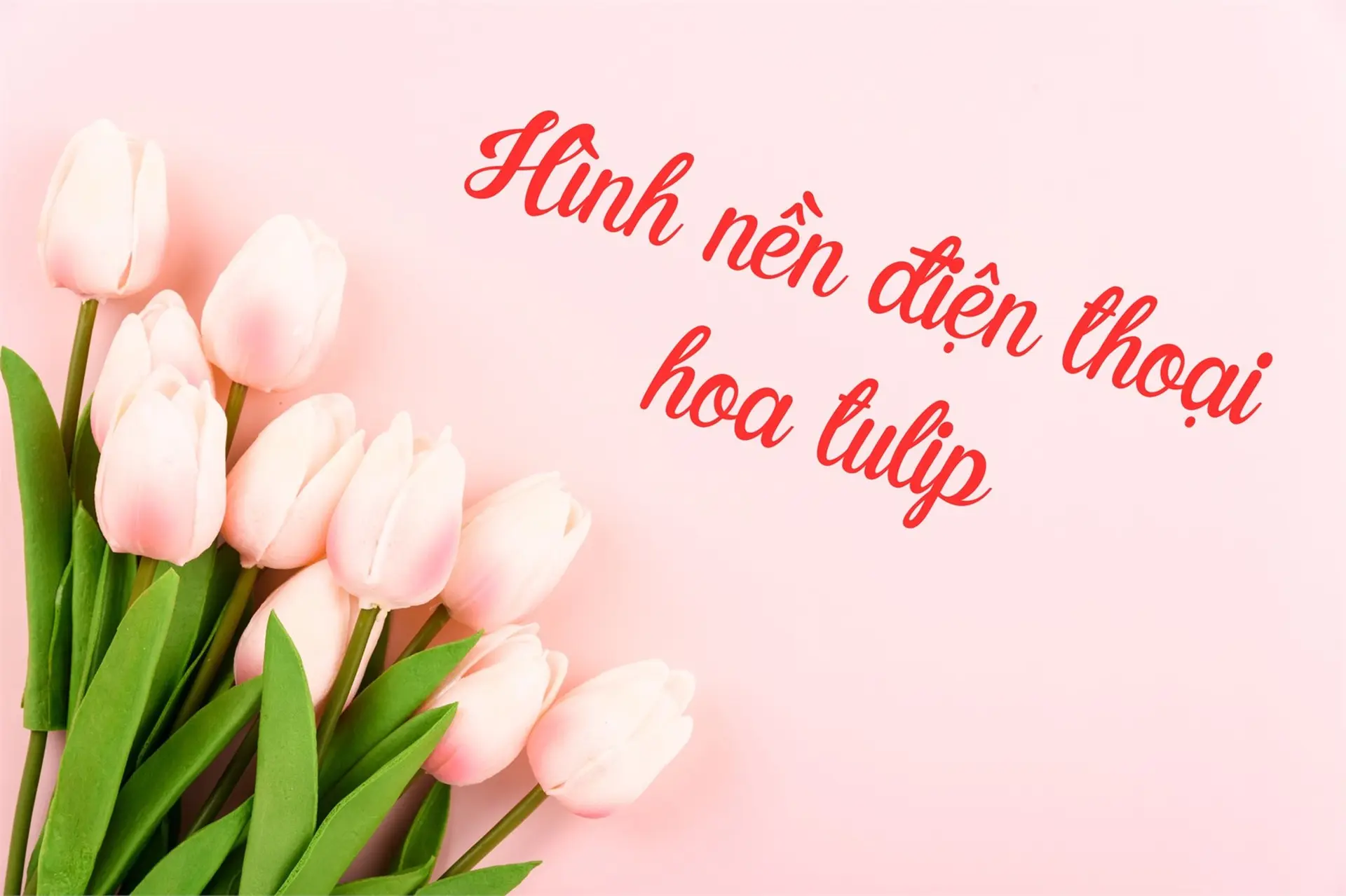 Trọn bộ hình nền điện thoại hoa Tulip Full HD siêu đẹp 