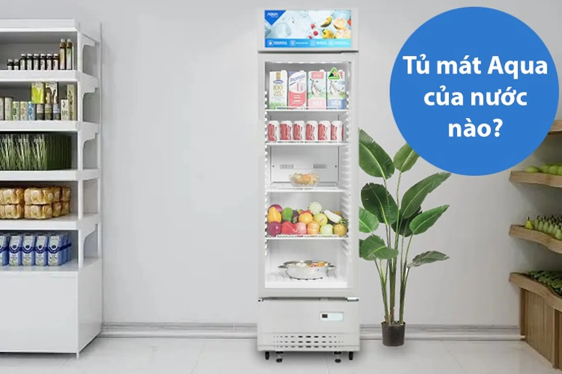 Tủ mát Aqua của nước nào? Có nên mua không? Đánh giá ưu điểm của tủ mát Aqua