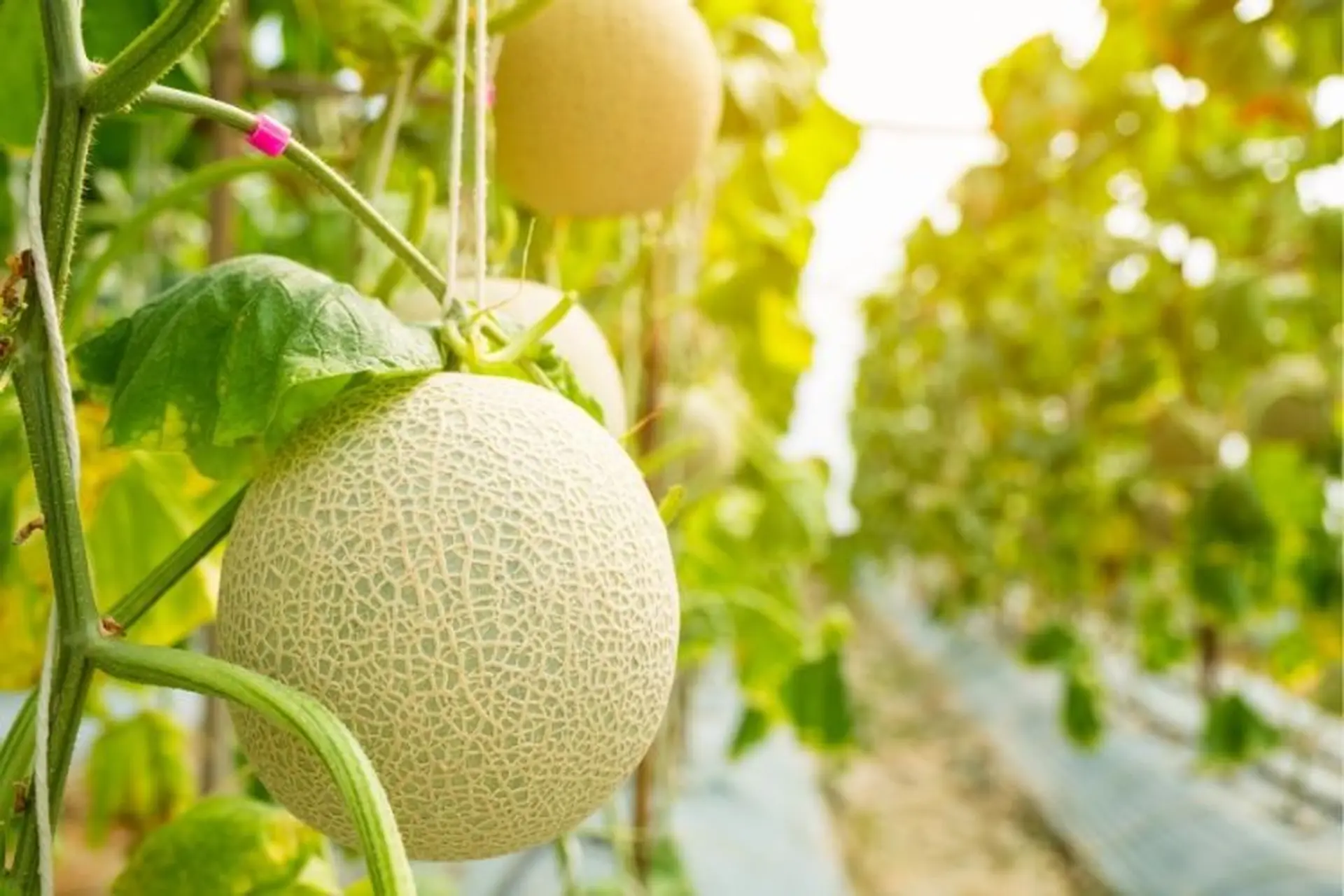 Dưa lưới bao nhiêu calo - Bạn đã biết chưa? Cách ăn dưa lưới để không tăng cân