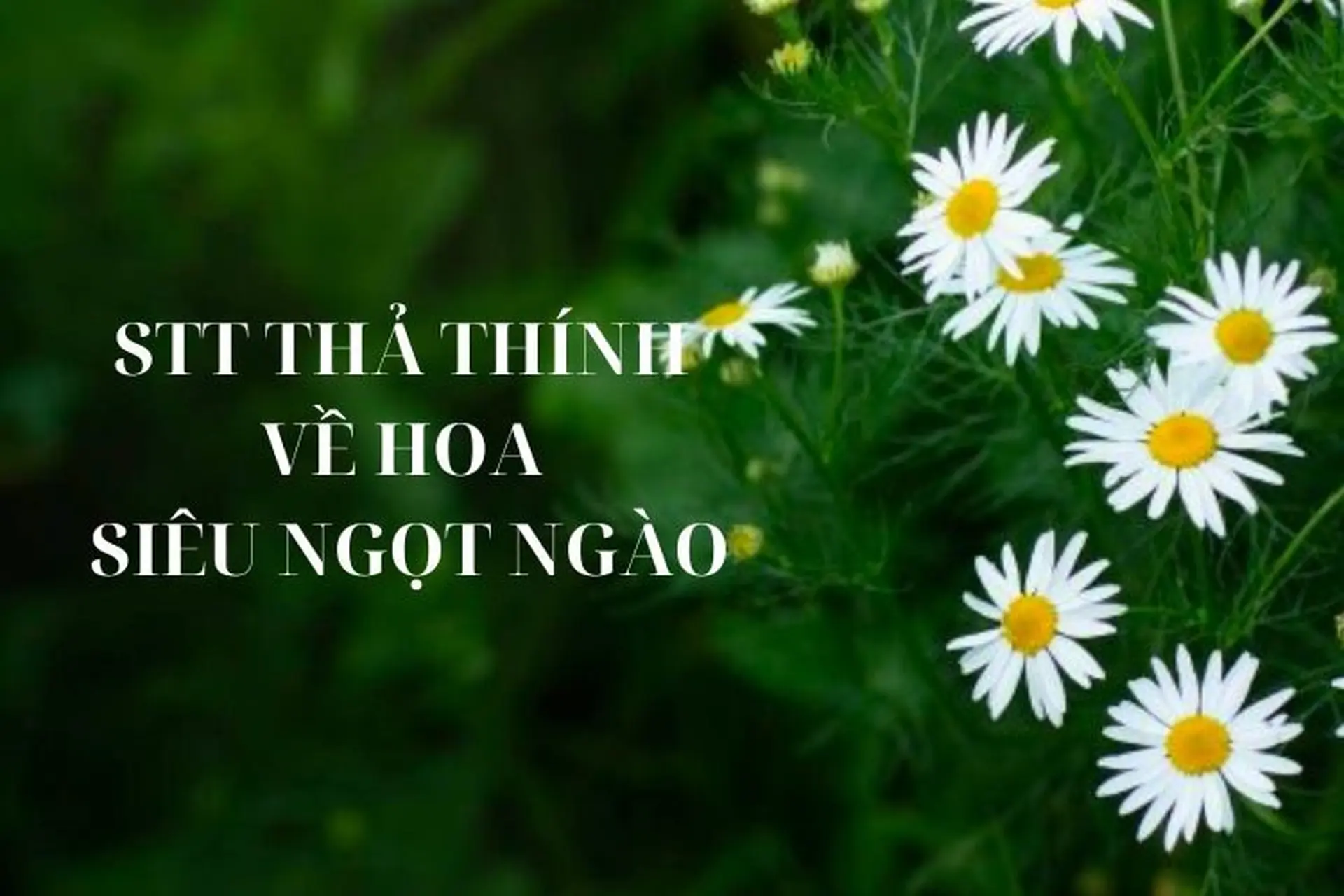 Tổng hợp 999+ những câu thơ và STT thả thính về hoa siêu ngọt ngào, lãng mạn