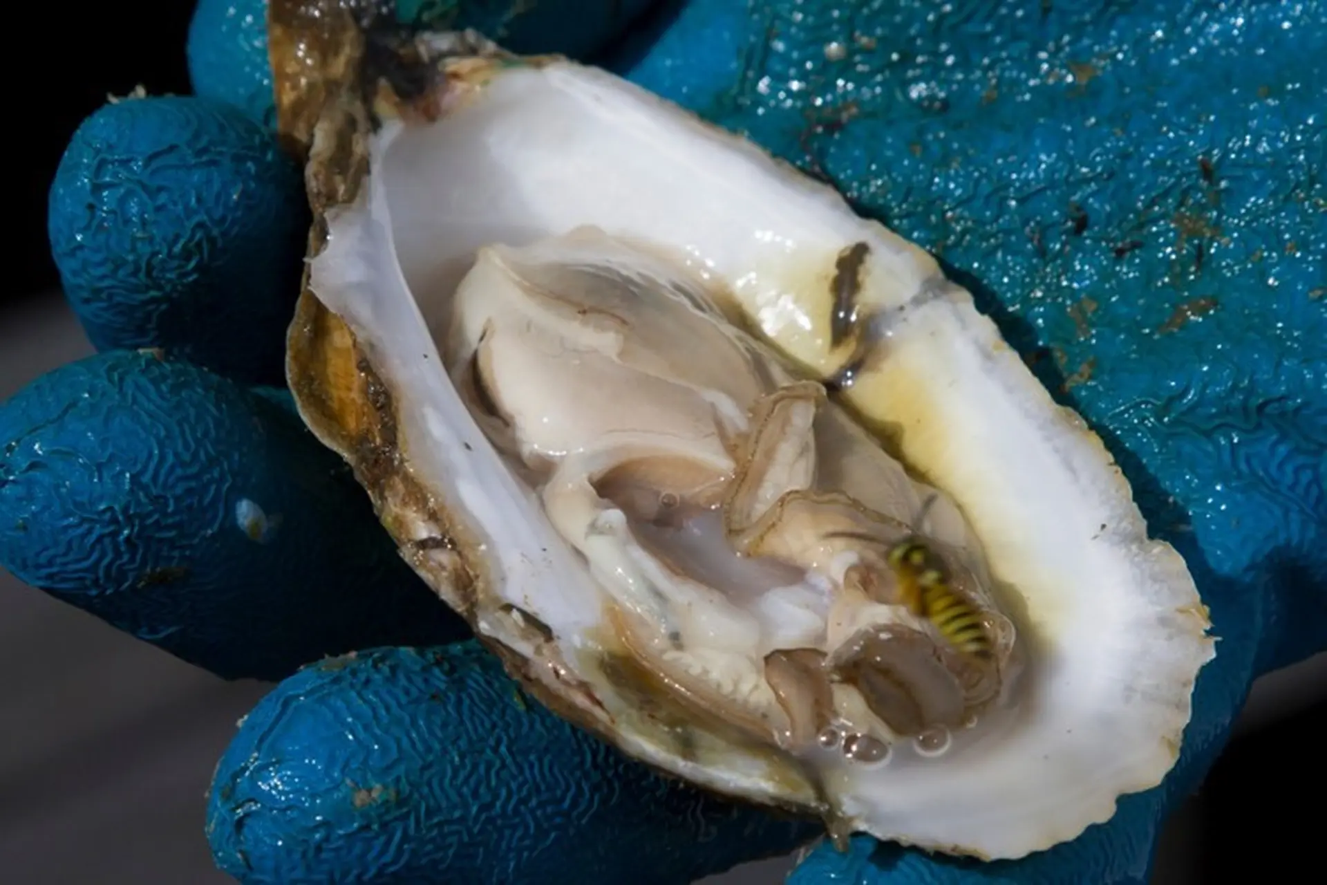 Một số cách bảo quản hàu hiệu quả và dễ áp dụng trong từng trường hợp đã tách vỏ, chưa tách vỏ hoặc hàu đóng gói